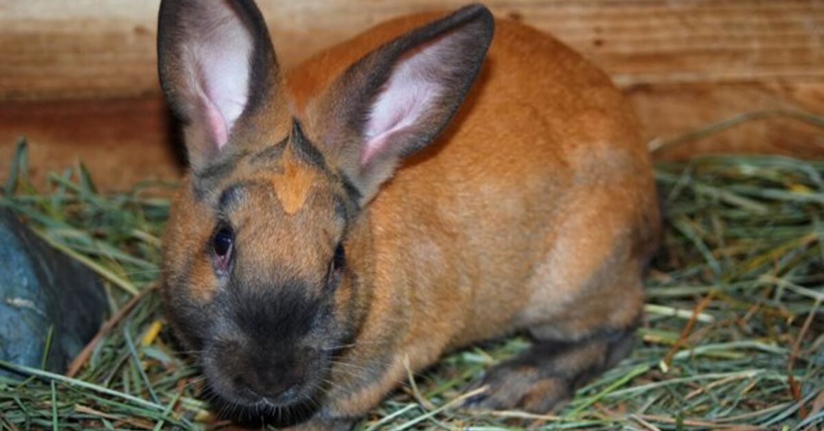 Cinnamon Rabbit Ear Cinnamon Rabbit Breed Information and Pictures - PetGuide.com | PetGuide