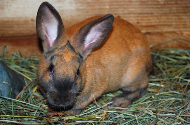 Cinnamon Rabbit Breed Information and Pictures - PetGuide.com | PetGuide