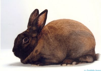 Cinnamon Rabbit Ear Cinnamon Rabbit Breed Information and Pictures - PetGuide.com | PetGuide