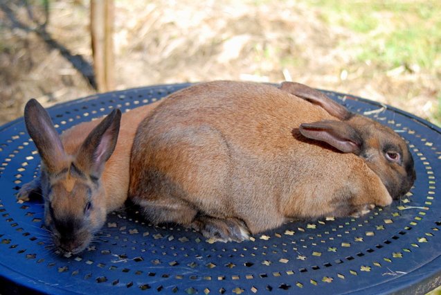 cinnamon rabbit