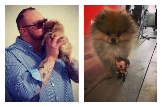 game of thrones the mountain loves his tiny pomeranian