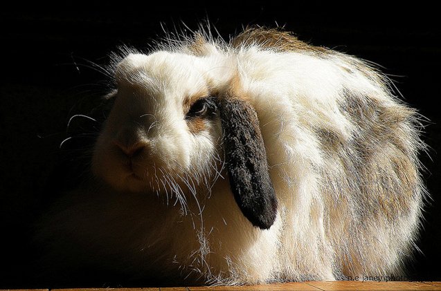 Lop Ear Rabbit Reading American Lop Eared Rabbits