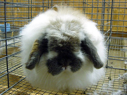American Fuzzy Lop Rabbit Health, Temperament, Coat, Health and