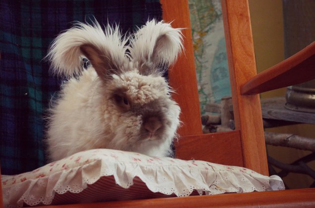 English Angora Rabbit Breed Information and Pictures - PetGuide.com ...