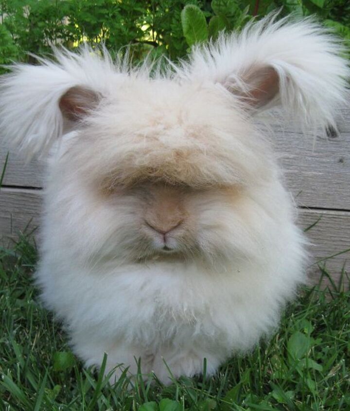 https://cdn-fastly.petguide.com/media/2022/02/16/8214260/english-angora-rabbit.jpg?nocrop=1&size=720x845
