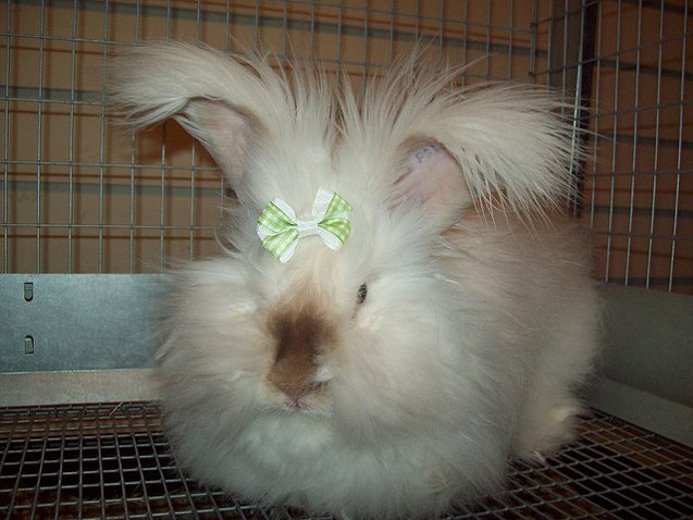 Baby French Angora Rabbit