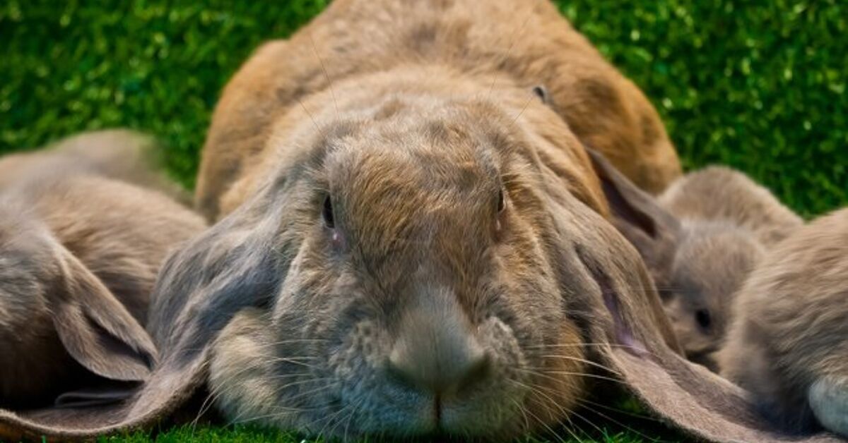 English Lop Rabbit Breed Information and Pictures - PetGuide.com | PetGuide