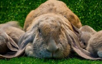 Rabbit Breeds | PetGuide