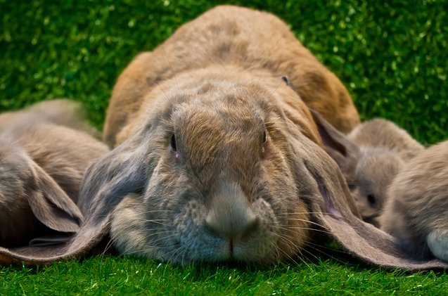 English Lop Rabbit Breed Information and Pictures - PetGuide.com | PetGuide