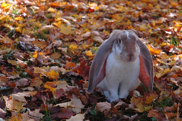 English Lop Rabbit Breed Information and Pictures - PetGuide.com | PetGuide