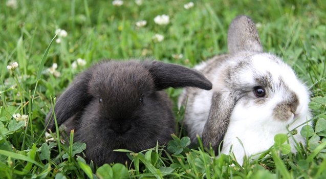 English Lop Rabbit Breed Information and Pictures - PetGuide.com | PetGuide