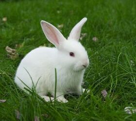 Florida White Rabbit