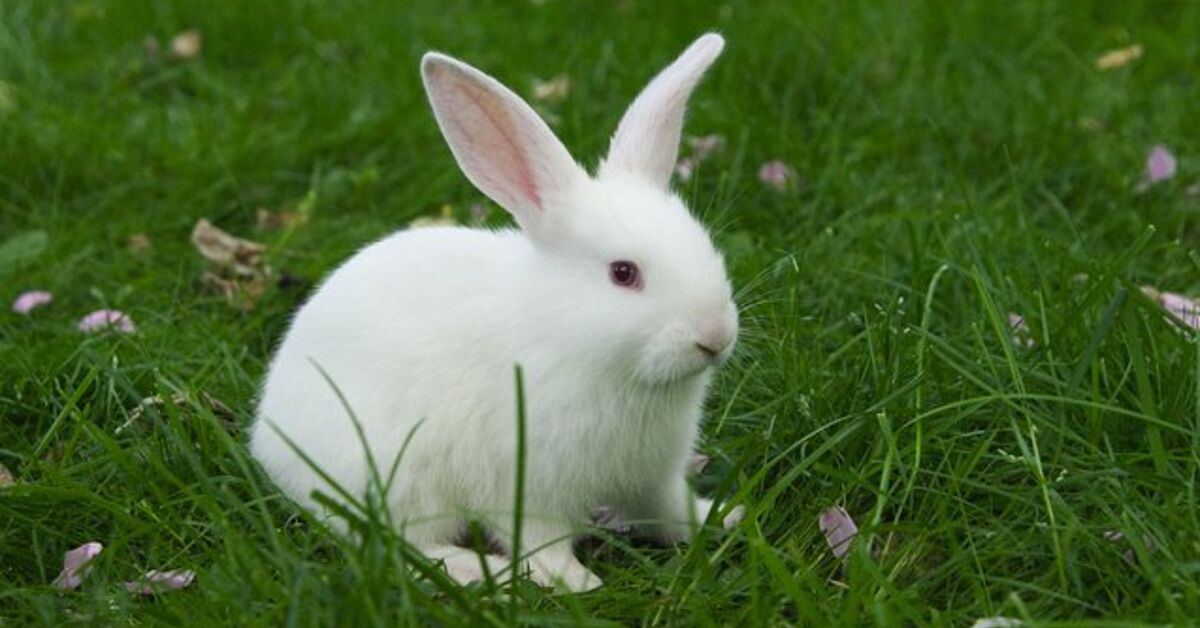 Florida White Rabbit Breed Information and Pictures - PetGuide.com
