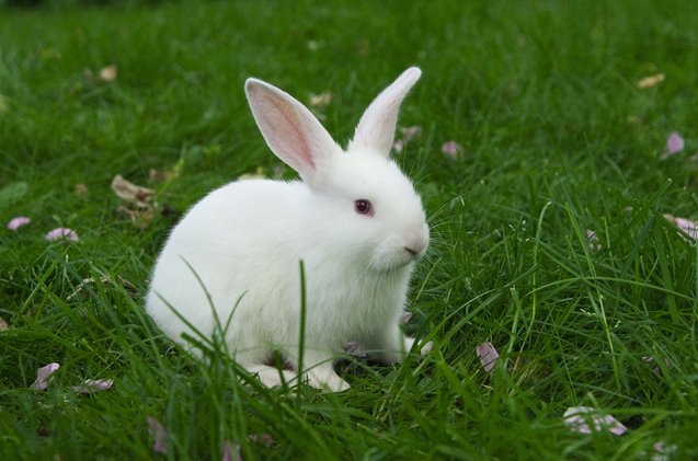 Florida White Rabbit Breed Information and Pictures - PetGuide.com | PetGuide