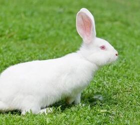 florida white rabbit