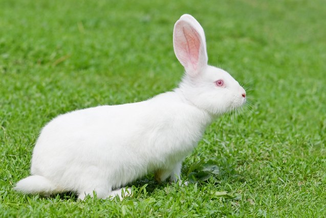 Florida White Rabbit Breed Information and Pictures  |  PetGuide