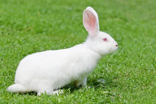Florida White Rabbit Breed Information and Pictures - PetGuide.com