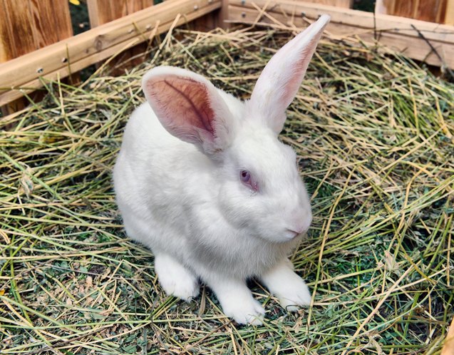 Florida White Rabbit Breed Information and Pictures - PetGuide.com ...