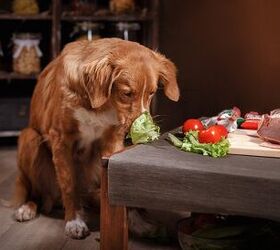 what does human grade mean when it comes to dog food