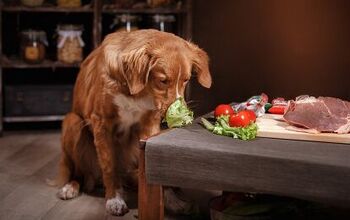 What Does “Human Grade” Mean When It Comes to Dog Food?