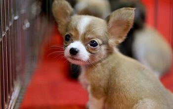 Arizona Reverses Sale Ban, Allows Pet Stores to Sell Dogs and Cats
