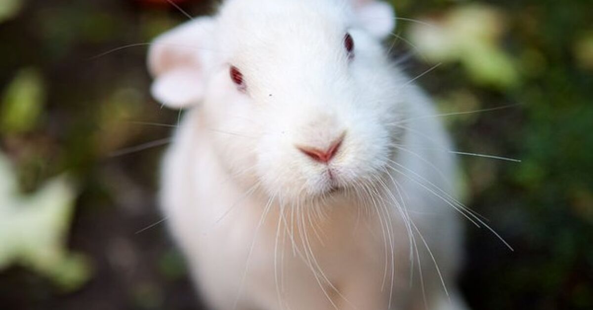 American Blue Rabbit