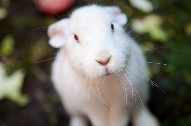 American Rabbit Breed Information and Pictures - PetGuide.com | PetGuide