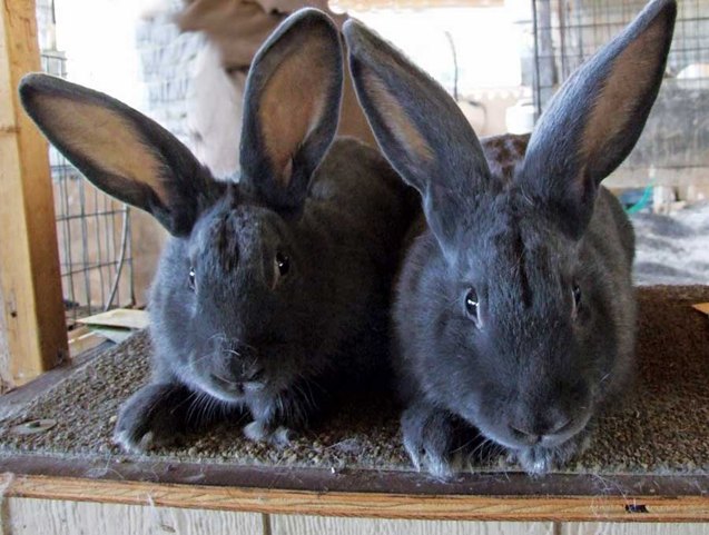 Blue Rabbits