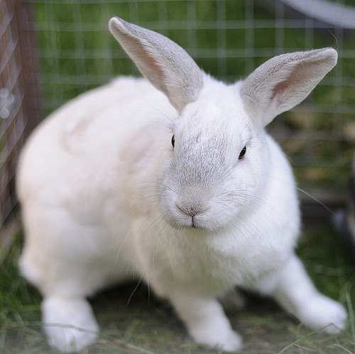 American Rabbit Breed Information and Pictures - PetGuide.com | PetGuide