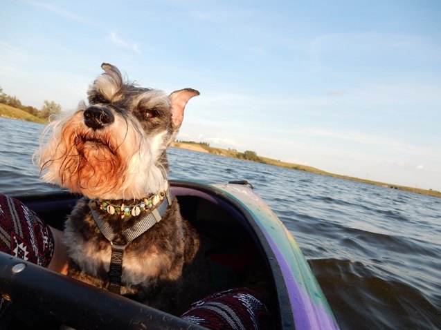doggy paddling how to kayak with your dog