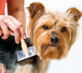 Quick Tips for Keeping Your Longhaired Dog Looking His Best