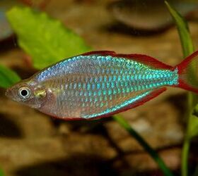 What Plants Can I Pair With Plant-Eating Fish?