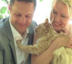 Couple Says I Do to 1,000 Feline Wedding Guests