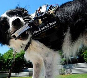 New Tech Vest Gives Service Dogs a Voice
