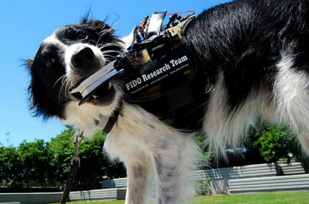new tech vest gives service dogs a voice