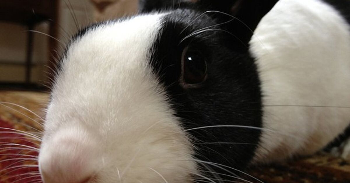 Dutch Rabbit Breed Information and Pictures - PetGuide.com | PetGuide