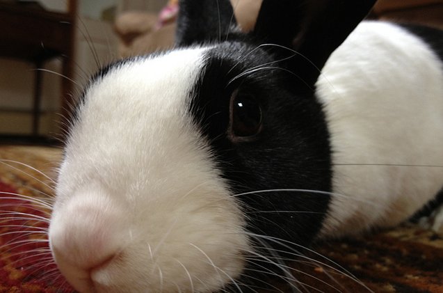 Dutch Rabbit Breed Information and Pictures - PetGuide.com | PetGuide