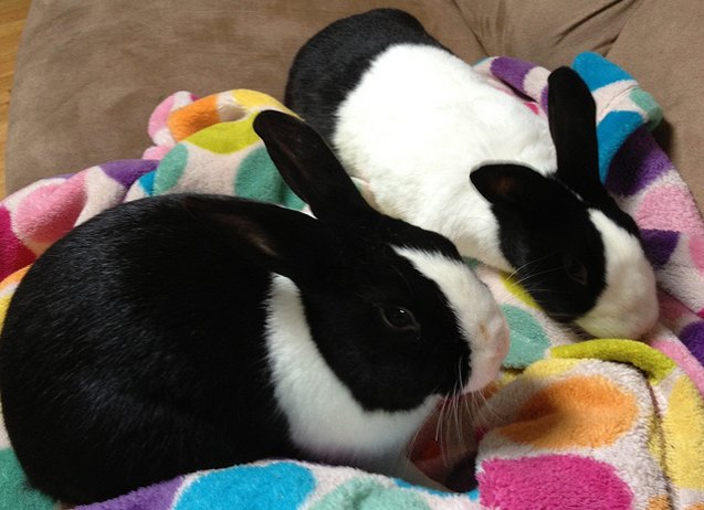 Dutch Rabbit Breed Information and Pictures - PetGuide.com | PetGuide