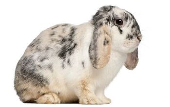 French Lop