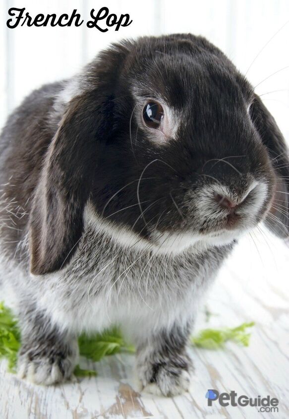 French Spotted Rabbit French Lop Rabbit Grey