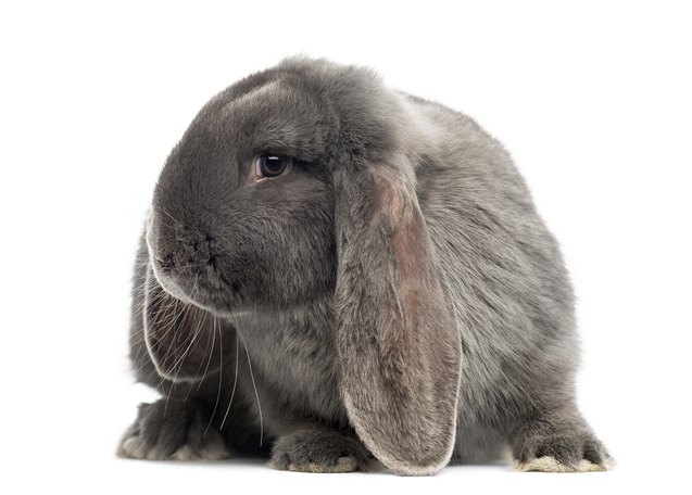 Lop Sample French Lop Full Size