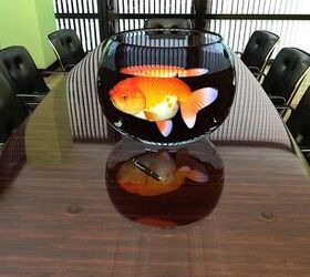 My 20 gallon goldfish tank, My brother said one of his frie…