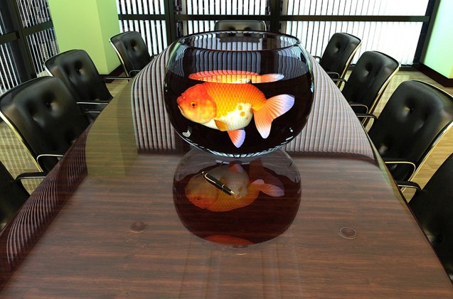 get to work on an office aquarium