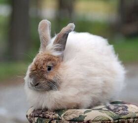 Wool of the English Angora rabbit - UK National Angora Rabbit Club