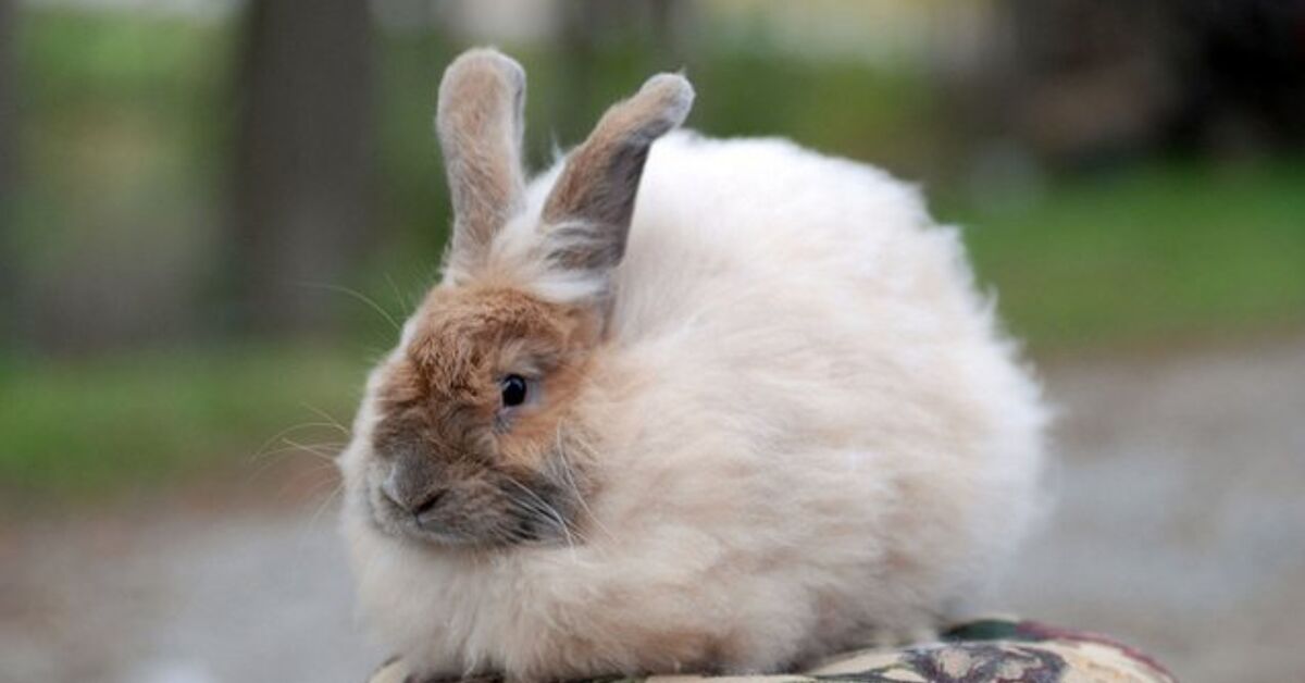 Blue French Angora Rabbits