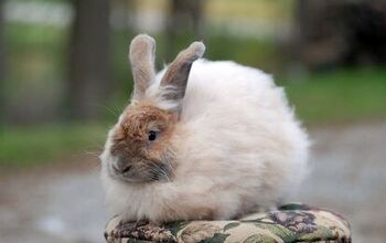 Satin Angora Rabbit Breed Information and Pictures - PetGuide.com ...