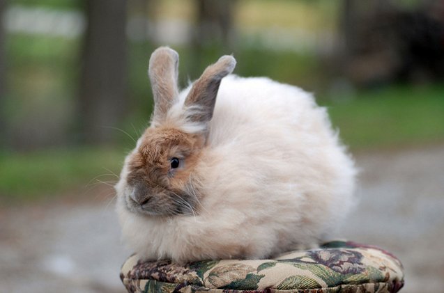 french angora rabbit