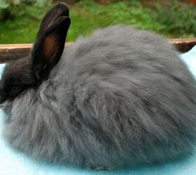 french angora rabbit