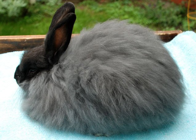 English Angora Rabbit Colors