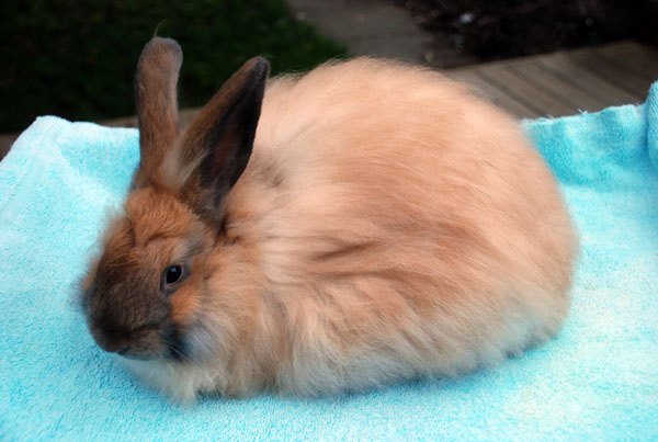 Angora Rabbit